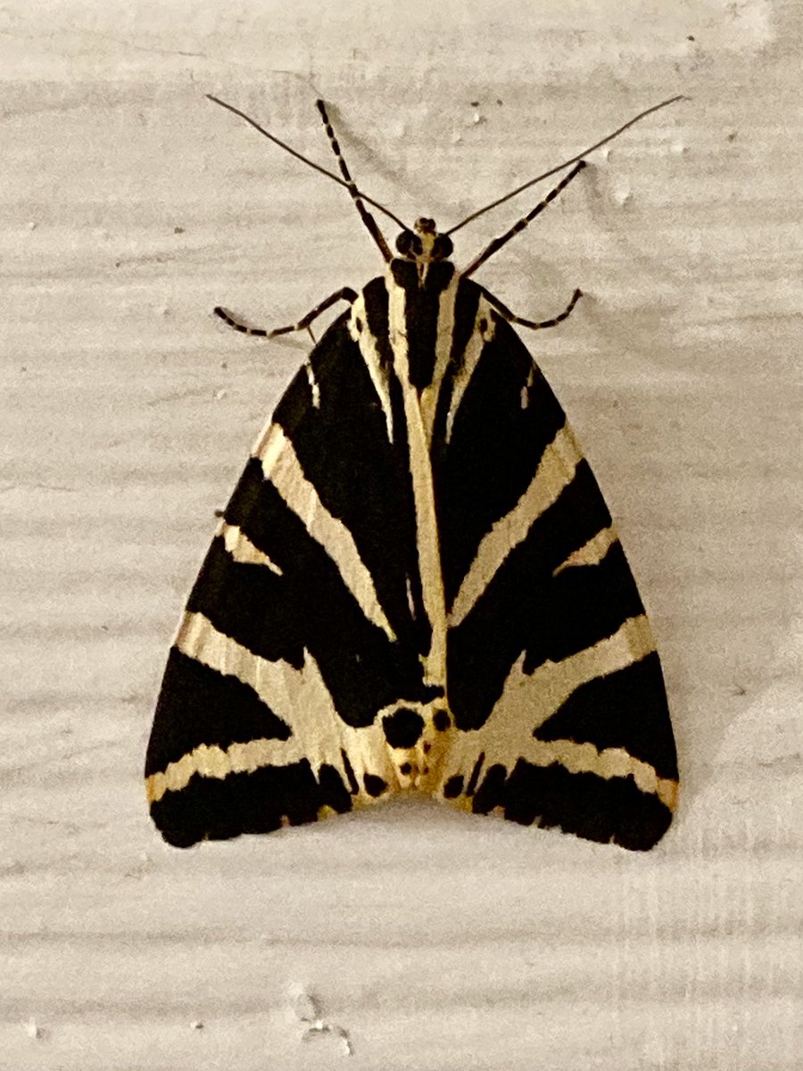 Just had to evict this rather gorgeous Jersey Tiger that had found it’s way inside …