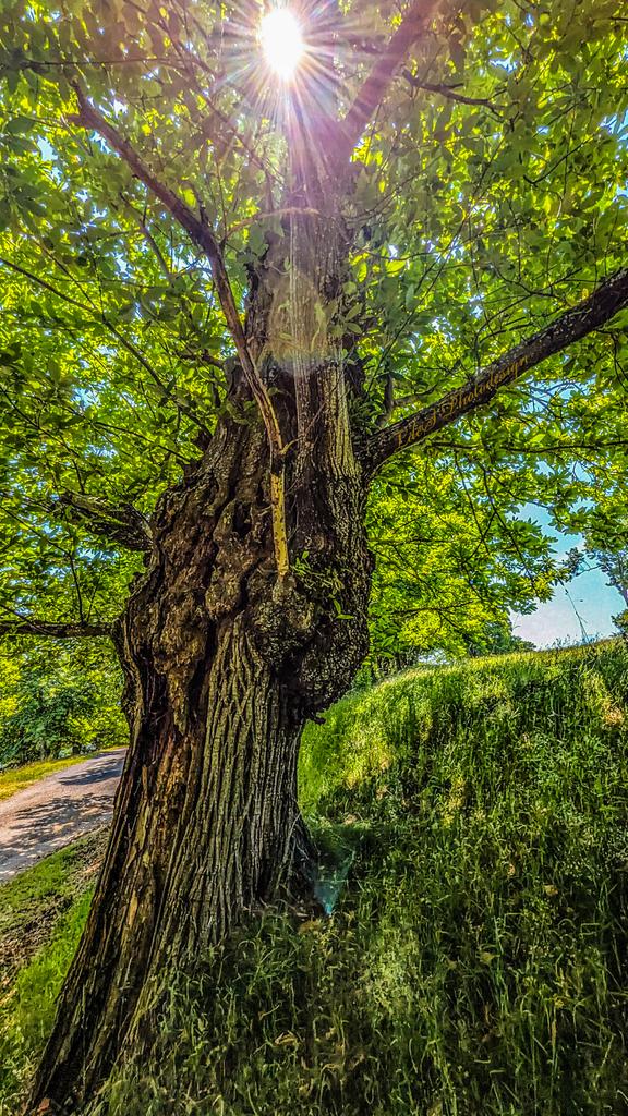 Douce été
Châtaignier
Touché par le soleil 

illuminé

#ThickTrunkTuesday
🌳💚🌳