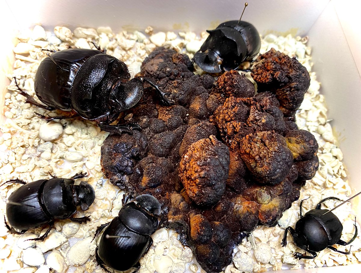 うつせみ標本屋 (@0111Swk) / X