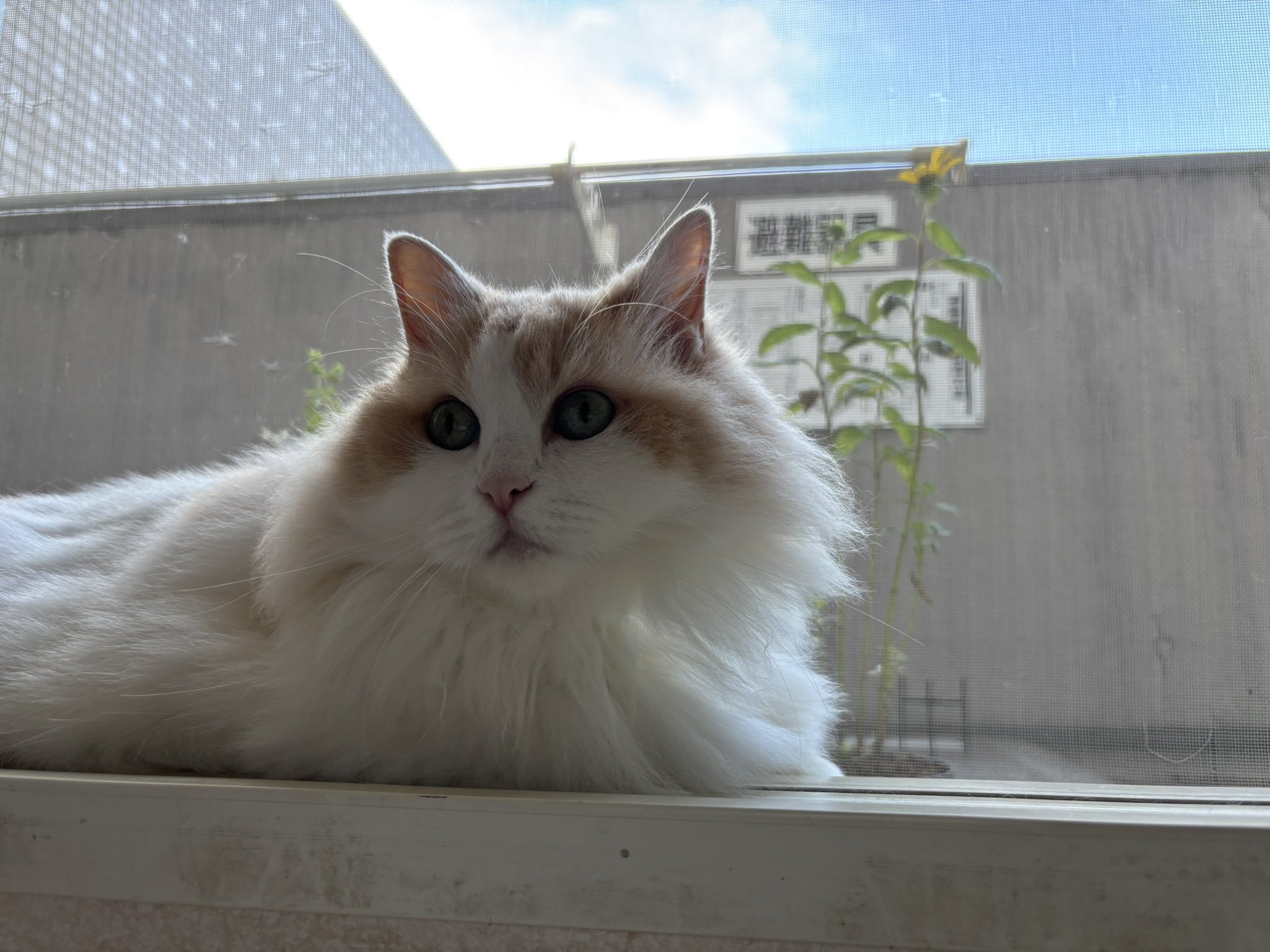 ねこ cotola8 on X: