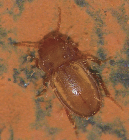 JpnJsystEnt's tweet photo. YANAGI, T. and K. AKITA: Two New Species of the Genus Phreatodytes (Coleoptera: Noteridae: Phreatodytinae) from Ehime Pref., Shikoku, Japan
JJSE 31(1): 180-184.
#Coleoptera
https://t.co/1FPJajxYht https://t.co/Ir0zuO8tFW