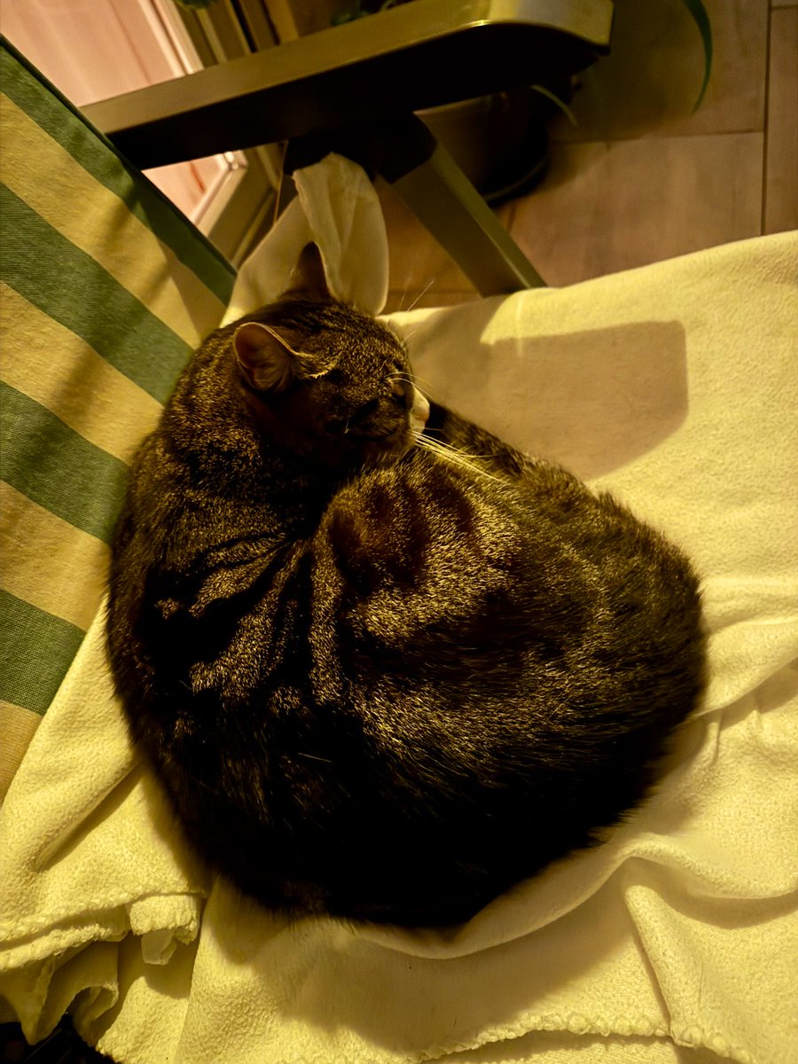 Klimt_Katzen's tweet image. Mein Gustav will seit 2 Wochen nicht mehr nach Hause &amp;amp; ich hab keine Ahnung warum.😭 Hab Wohnung. jetzt 1  Woche mit Video überwacht, um sicherzugehen: ihm wird auch von Emi, seiner Mama &amp;amp; Carlos, seinem Bruder nichts getan. Er kommt einmal in 24h wenn alles schläft für 1/2