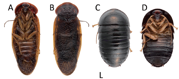 JpnJsystEnt's tweet photo. HSU, C.-T. et al.: A New Species of the Genus Perisphaerus Audinet-Serville, 1831 (Blattodea: Blaberidae) from Japan and Taiwan, and Redescription of the Female of Perisphaerus pygmaeus Karny, 1915
JJSE 31(1): 185-197.
#Blattodea
https://t.co/pH5igp19RD https://t.co/Ko3Olgz5MD