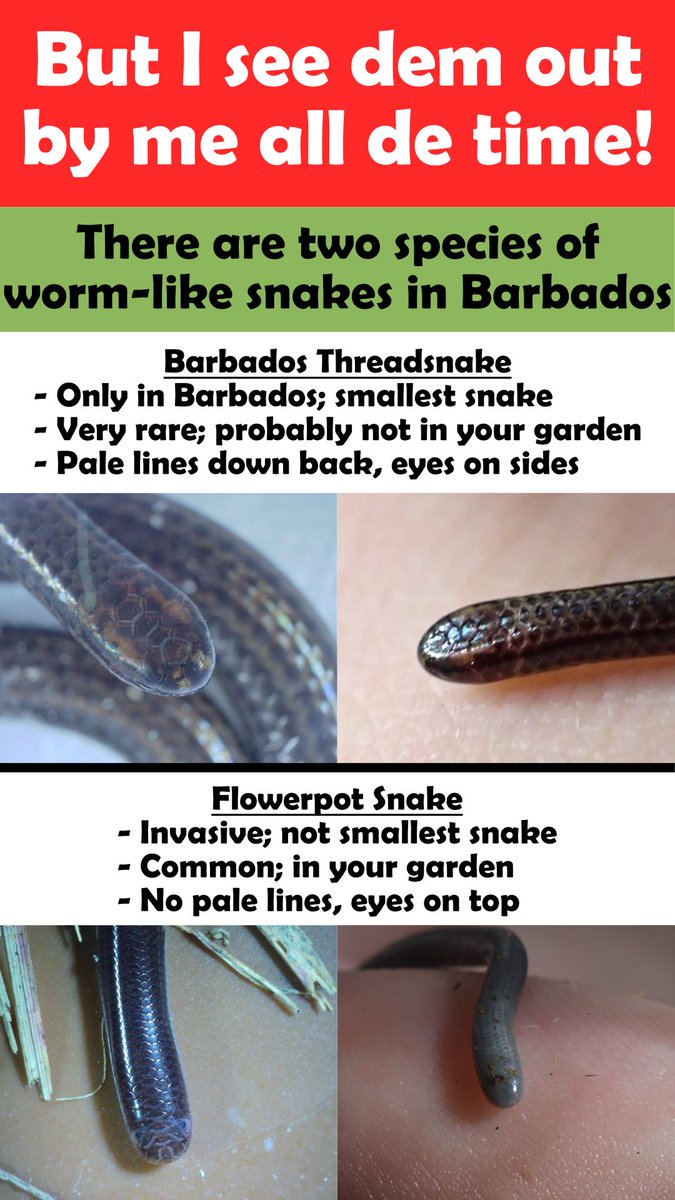 Connor Blades tweet media