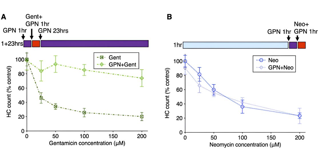 LOS ANTIBIÓTICOS Y LA AUDICIÓN
El Dr. Francisco Barros-Becker, nos explica cómo es que los antibióticos dañan la audición.
Artículo en español de la Hearing Health Foundation:
bit.ly/4fgYFjC
(verlo a continuación de la versión en inglés)

#hearinghealthfoundation