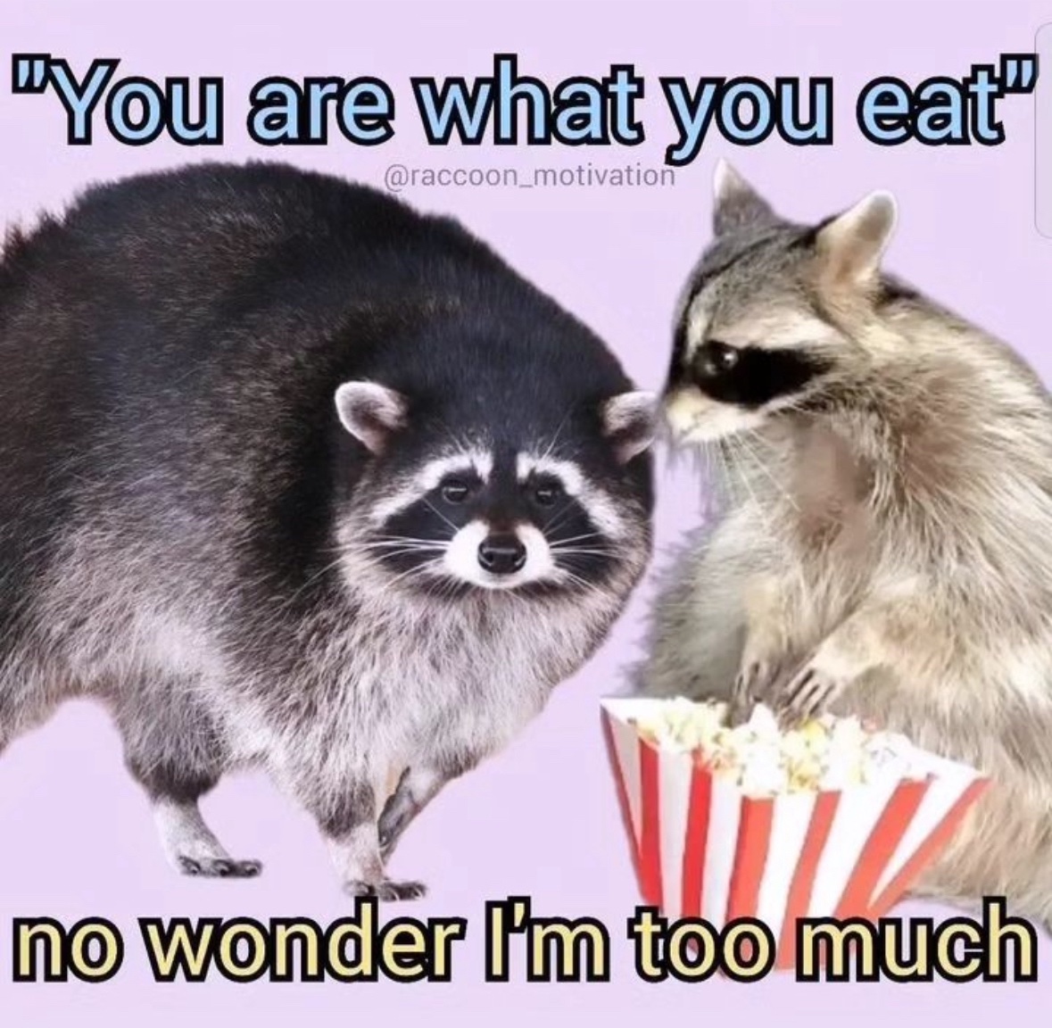 raccoon aesthetic. (@raccoonesthetic) on Twitter photo 