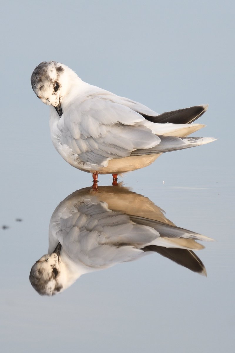This Little Gull has visited Lowestoft North Beach for the last few years in late July. A puddle paddle provided a reflective pose this evening.