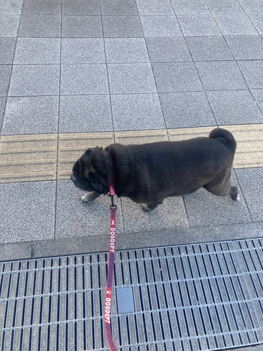 今朝がぷが起こして来たので寝ぼけながら「あと2時間くらいしたらまた起こしてもうちょい寝かして(ムニャムニャ…)」と伝えた後に〝で今何時よ〟と時計見たら今行かないともう暑くなるからムリ！な時間で起き抜けで出発▽・x・▽_(:3 」∠)_
直後にアラームが鳴り犬時計の正確さに震えたw

#パグもどき