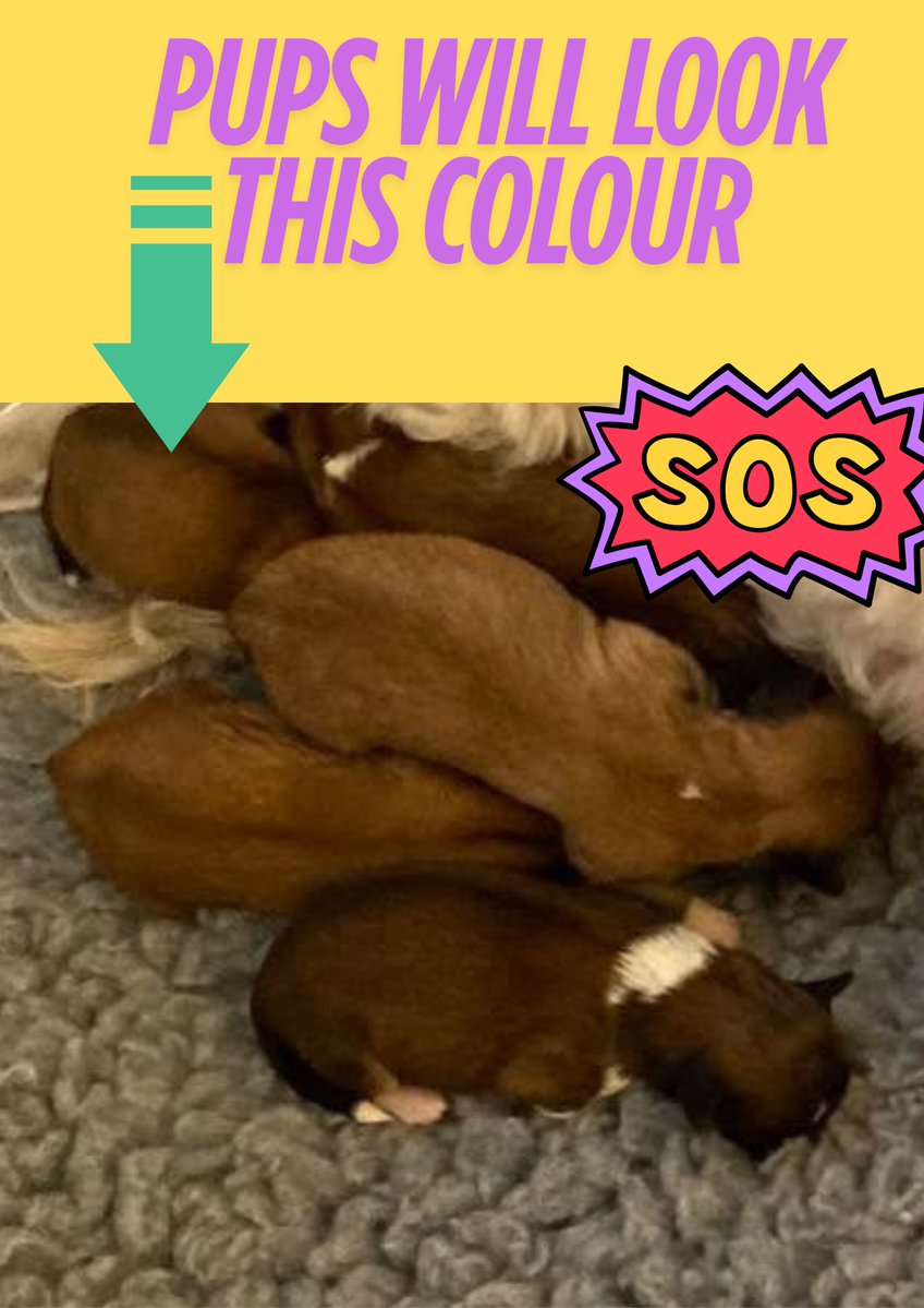 Muddy_paws_crime (@muddypawscrime) on Twitter photo Have you seen Kalanti ?
Have you or anyone you know been offered or bought a pup similar to poster in the past couple of weeks as Kalantis pups will now be between 8 to 9 weeks old . If so did you see MUM,,,,Did she look like Kalanti ?
<a href="/MissingPetsGB/">Missing Pets GB</a> Have you seen Kalanti ?
Have you or anyone you know been offered or bought a pup similar to poster in the past couple of weeks as Kalantis pups will now be between 8 to 9 weeks old . If so did you see MUM,,,,Did she look like Kalanti ?
<a href="/MissingPetsGB/">Missing Pets GB</a>
