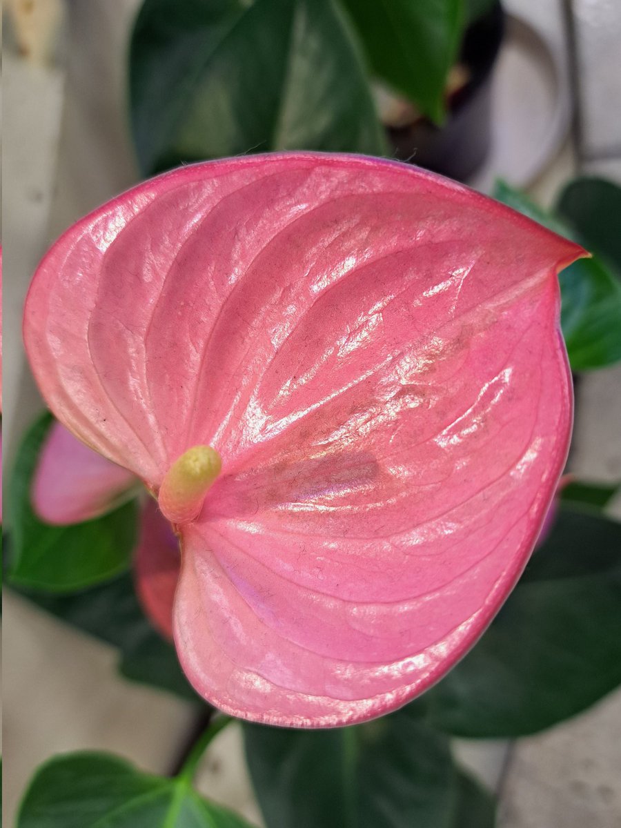 花壇の花です。