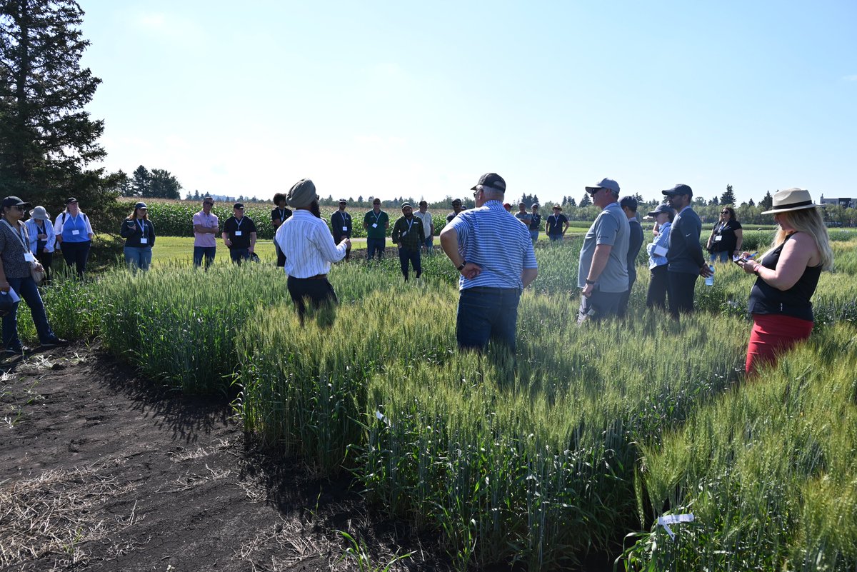 Gurcharn Singh Brar ਗੁਰਚਰਨ ਸਿੰਘ ਬਰਾੜ (@gurcharn_brar) on Twitter photo 1st CBL Wheat Field Day is in books! A splendid day for <a href="/CBL_UA/">UAlberta Cereal Breeding Lab (CBL)</a> crew to showcase new varieties, genetics research & interact with growers, & seed industry.
Thanks <a href="/wheat_research/">Canadian Wheat Research Coalition</a> <a href="/AlbertaGrains/">Alberta Grains</a> <a href="/SaskWheat/">Sask Wheat</a> <a href="/mb_cropalliance/">Manitoba Crop Alliance</a> <a href="/westerngrains/">WGRF</a> <a href="/RDARAlberta/">RDAR (Results Driven Agriculture Research)</a> for funding
More photos below: 1st CBL Wheat Field Day is in books! A splendid day for <a href="/CBL_UA/">UAlberta Cereal Breeding Lab (CBL)</a> crew to showcase new varieties, genetics research & interact with growers, & seed industry.
Thanks <a href="/wheat_research/">Canadian Wheat Research Coalition</a> <a href="/AlbertaGrains/">Alberta Grains</a> <a href="/SaskWheat/">Sask Wheat</a> <a href="/mb_cropalliance/">Manitoba Crop Alliance</a> <a href="/westerngrains/">WGRF</a> <a href="/RDARAlberta/">RDAR (Results Driven Agriculture Research)</a> for funding
More photos below: