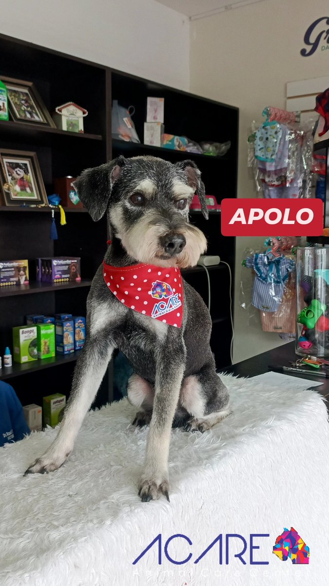 Acaregye's tweet photo. Apolo luego de su baño y peluquería 💈✂️🧼🧽🛁🐶 https://t.co/JY5yFErKr0