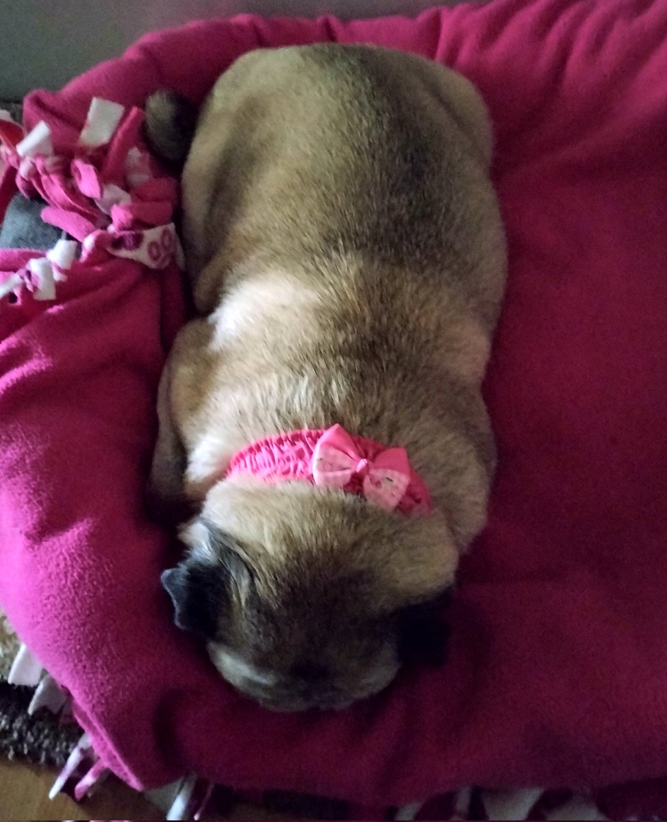 Snoozing before my morning walk ☺️🥱