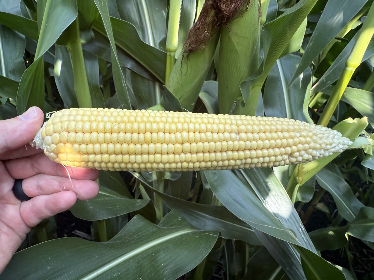 alex_woodall's tweet image. P13777V

18 x 38