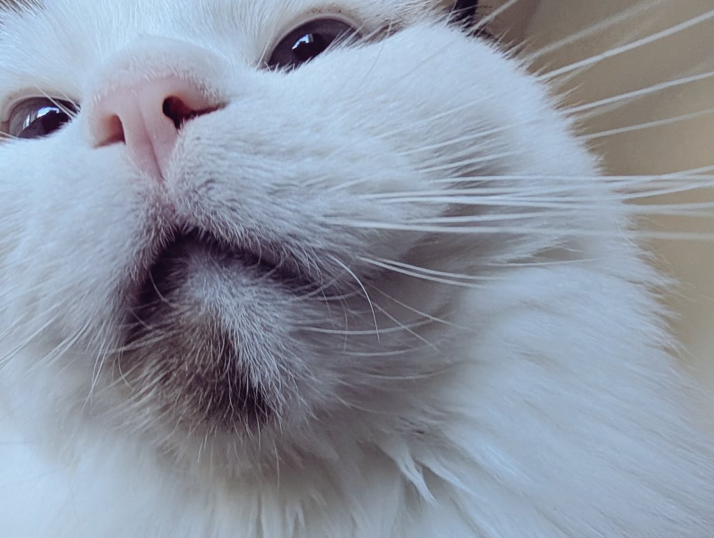 朝起こされたけどゼロ距離なんよ
(仰向けの上に乗ってゴロゴロふみふみ)