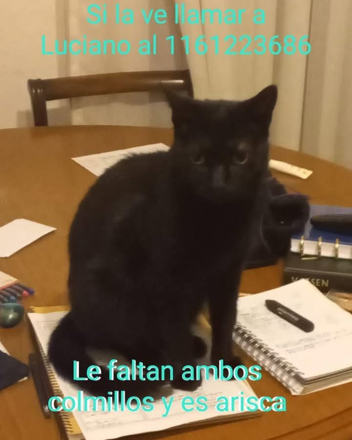 #Perdiamigato 📢📢📢
RT RT RT 
GATITA PERDIDA EN VICENTE LOPEZ!

Se perdio Kali el 18 de Julio.

CONTACTO EN LA FOTO 

#gatitosperdidos