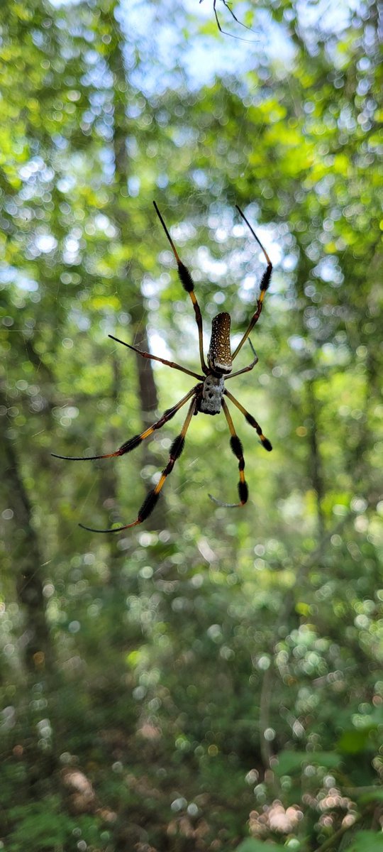 Another "welcome to FL".   

Meet the Banana Spider.    They get about as big as my hand.

They have a season where there will be thousands of these with 20ft webs throughout the trees &amp; palms.  

You don't go in their areas at night.