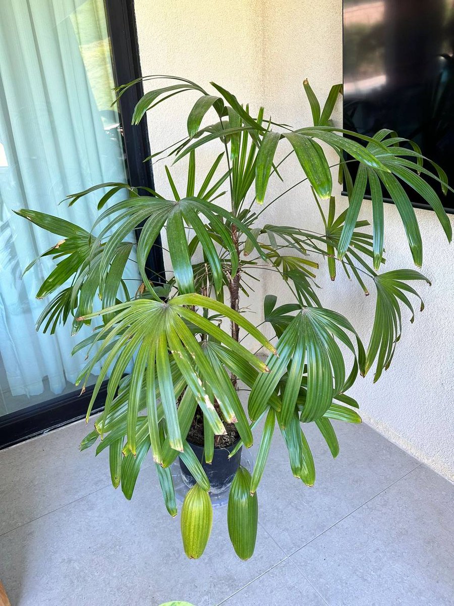 Bringing a touch of green to my cozy corner! 🌿✨