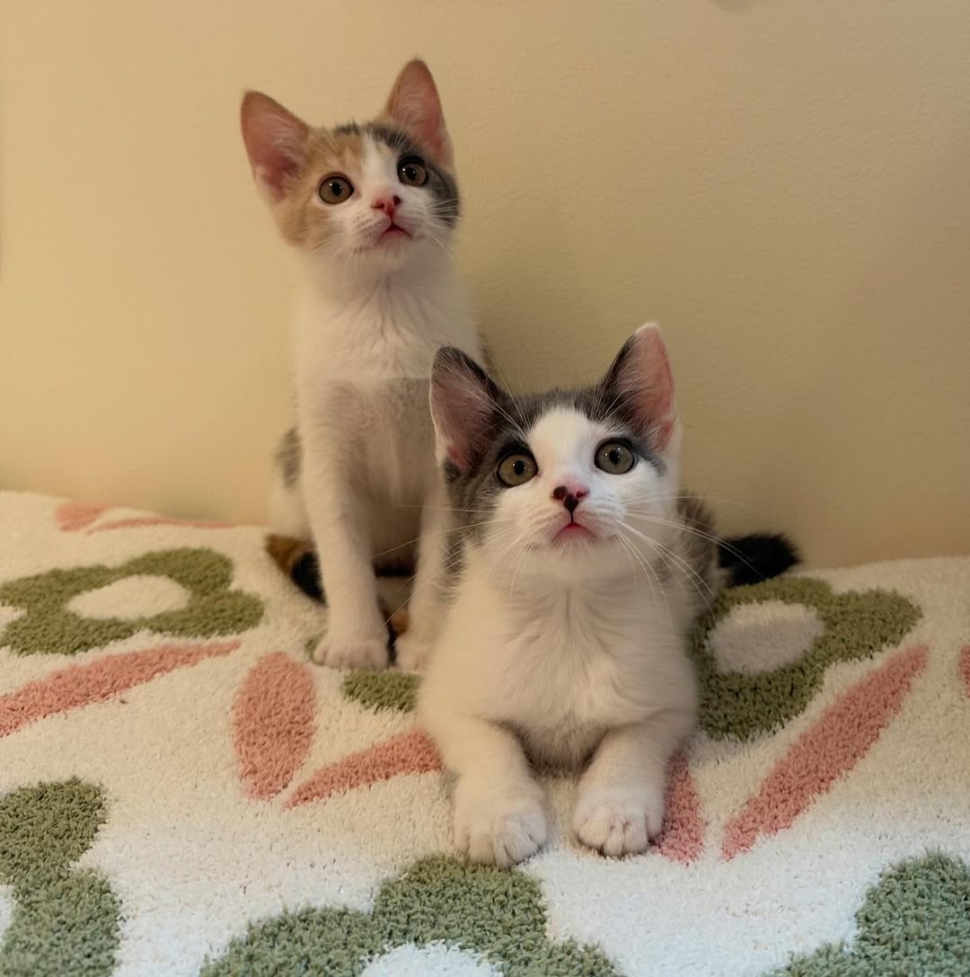 mohib_mads's tweet photo. My precious Tiffany and Evelyn 🩷
#Cat #lovers https://t.co/HVYV2jtjHs