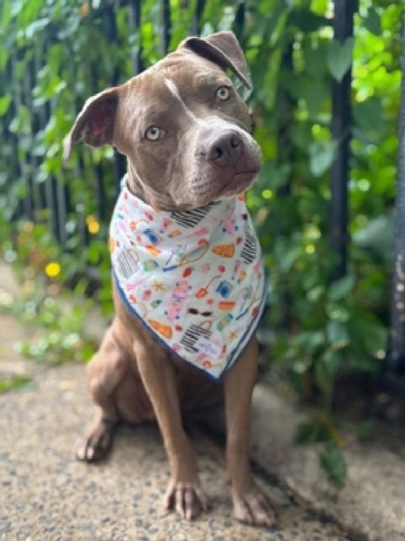 Kiara 228222
Listed TBK 7/31
#NYCACC #AdoptMe 
A pretty girl, just 1 yr old 
Given up 4 landlord issues
Friendly &amp; outgoing with kids &amp; other dogs in prev home
Highly fearful in care 
Save Kiara!
nycacc.app/browse/228222
#Pledge4Rescue #foster #adopt