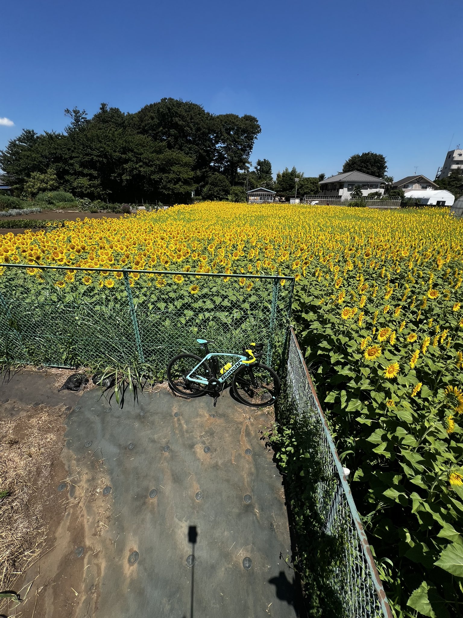 ‪☆ ビアンキ ☆＊ミニヴェロ　※富山県射水市まで取りに来て下さい(⋆ᴗ͈ˬᴗ͈⋆) ☆ ビアンキ ☆＊ミニヴェロ ※富山県射水市まで取りに来て下さい(
