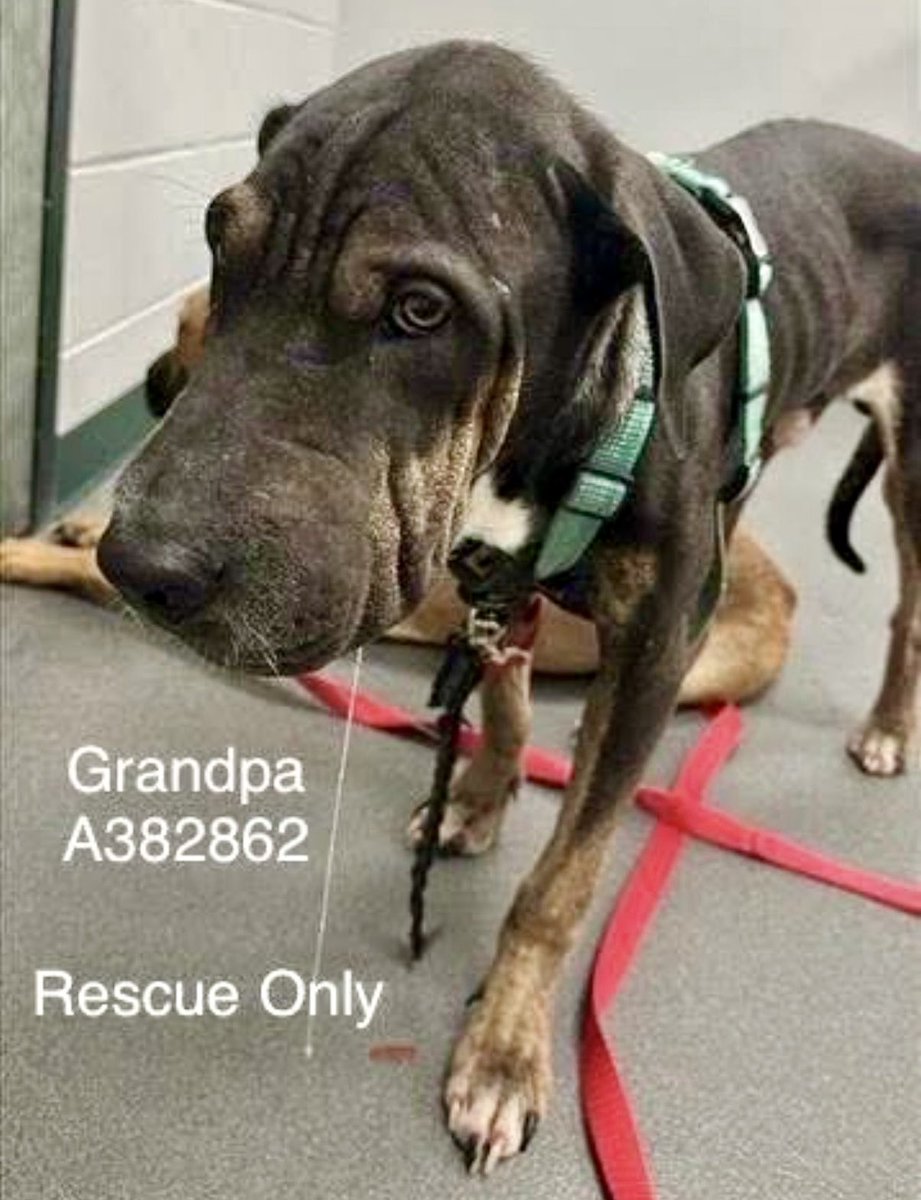 All hope has vanished from his eyes😔

Here's GRANDPA #A38262, a HANDSOME Sharpei mix , who's ONLY 1 yo! What twisted sense of humor would you need to give him such an awful name??  I'm sorry, but it makes me SO angry 😠! He's on Death Row, is 🛟 ONLY, &amp; if not enough  Pledges