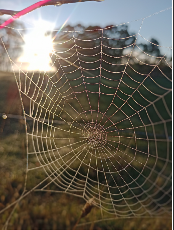 Such detailed work and without a tape measure #spider #nature