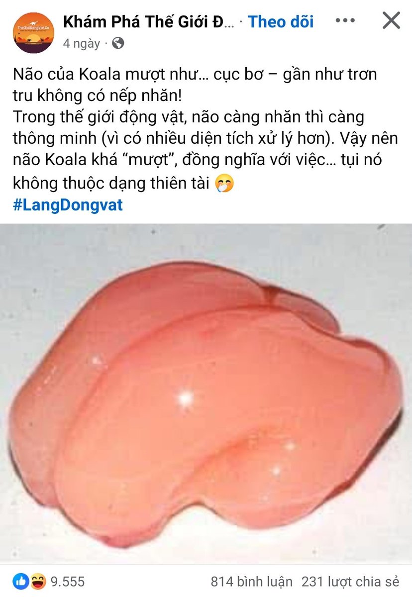 RK: 👁️🫦👁️ do tụi nó gà 
🐨