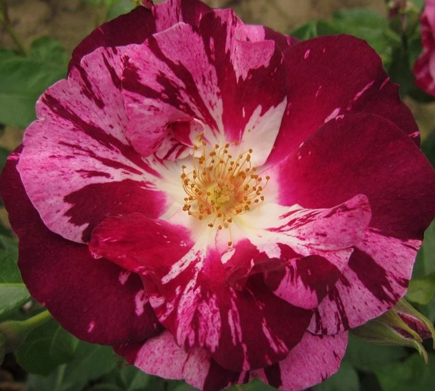#RoseWednesday 🌹🌹🌹
 i do not know what it is about you that closes 
and opens; only something in me understands 
the voice of your eyes is deeper than all roses. ❤️

E.E.Cummings 

Rose, Summer Loving: (Gorgeous Garden Roses)