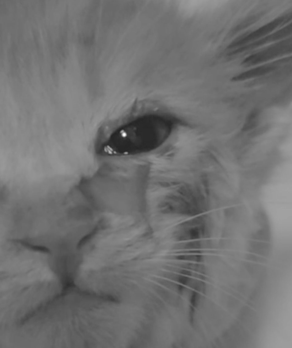 A quote from a Chinese philosopher:

“If a person longs for an honest life, the first step is to forbid harming animals. As modern human beings, we should become civilized, show compassion, and reject all acts of animal abuse.』

China's cats are crying out to the world for help.