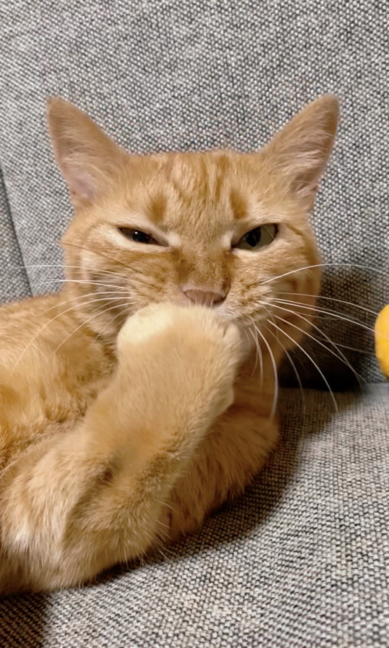 つぶねこページ つぶ (@tsubu_0401) / X