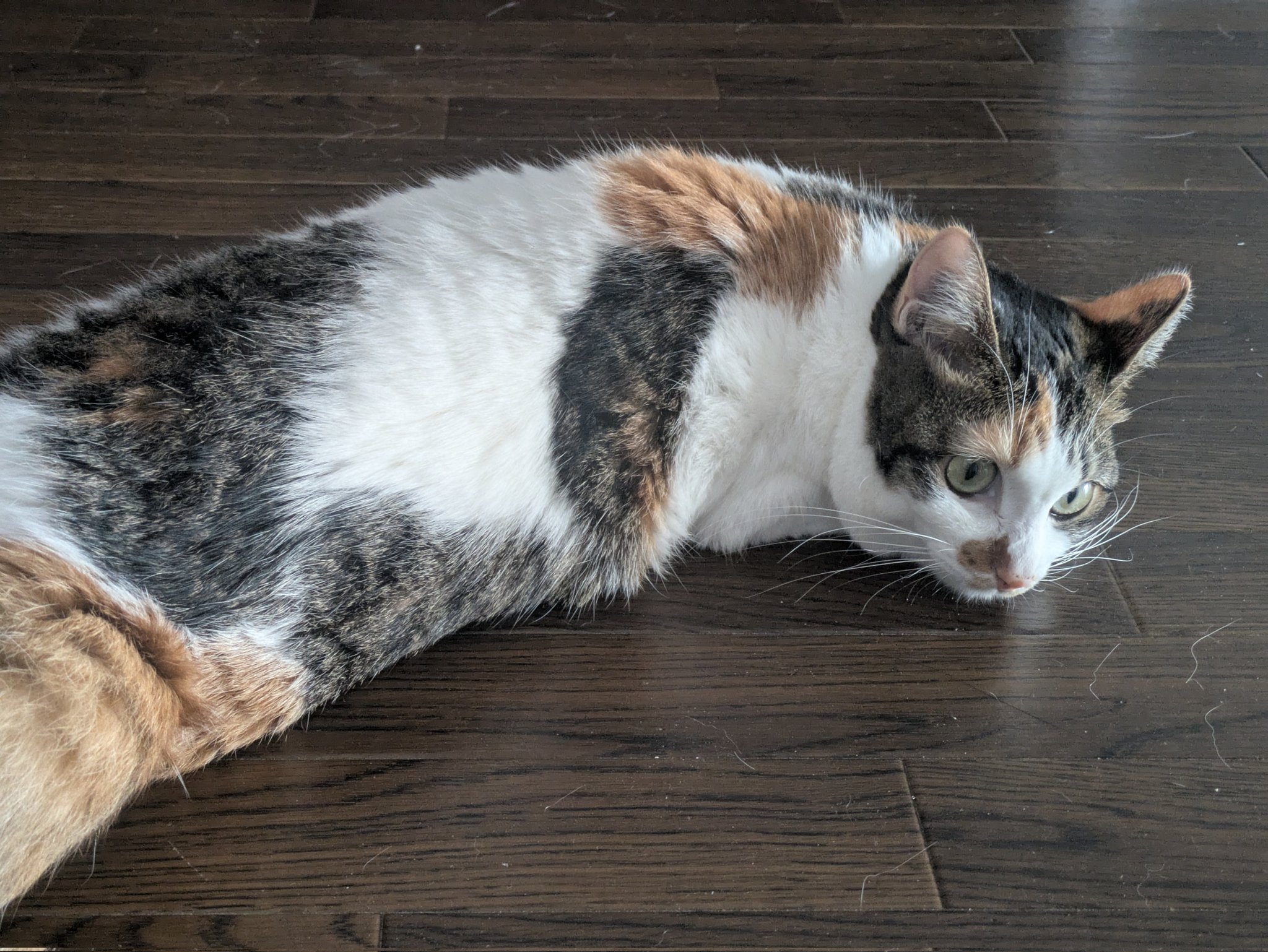 三美お嬢様はお猫様 on X: 