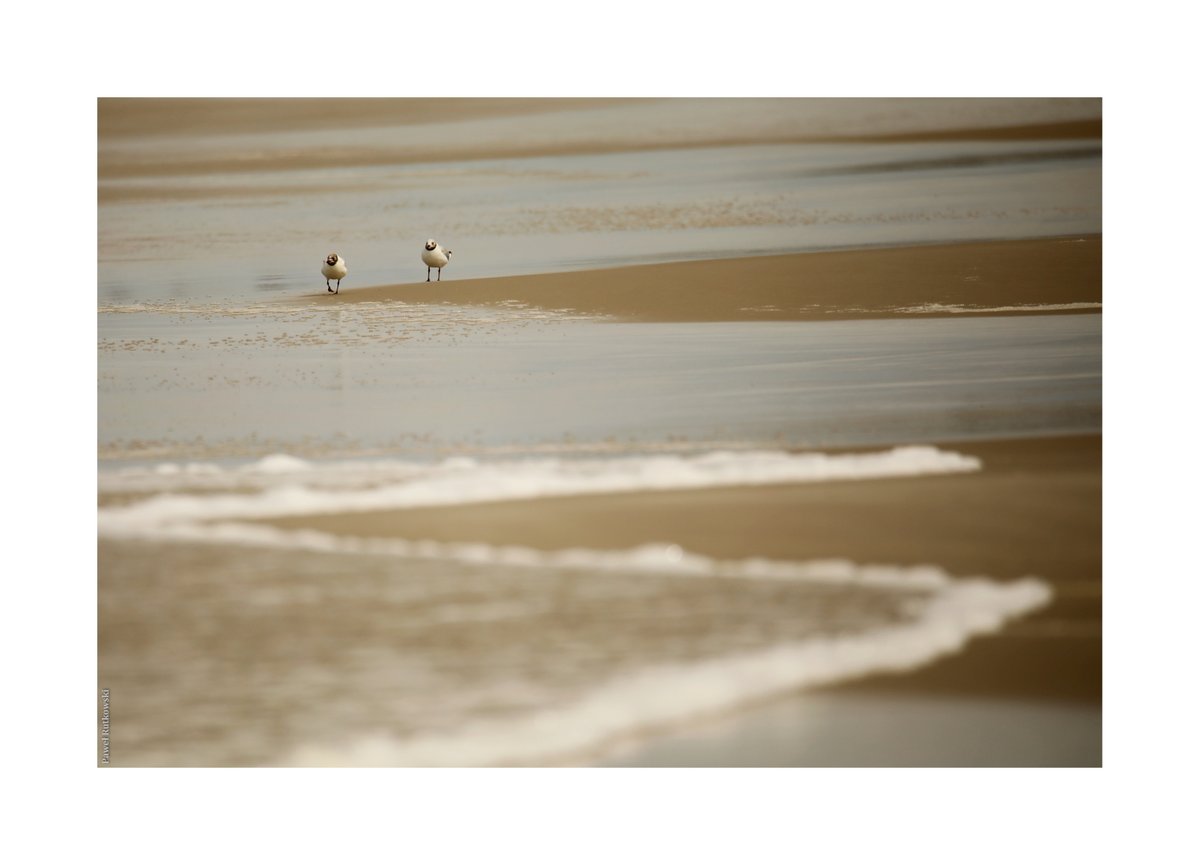 Spacer / Walk

#TrybWakacyjny #HolidayMode #TheBalticSea #birds #BeachLife #ThePhotoHour