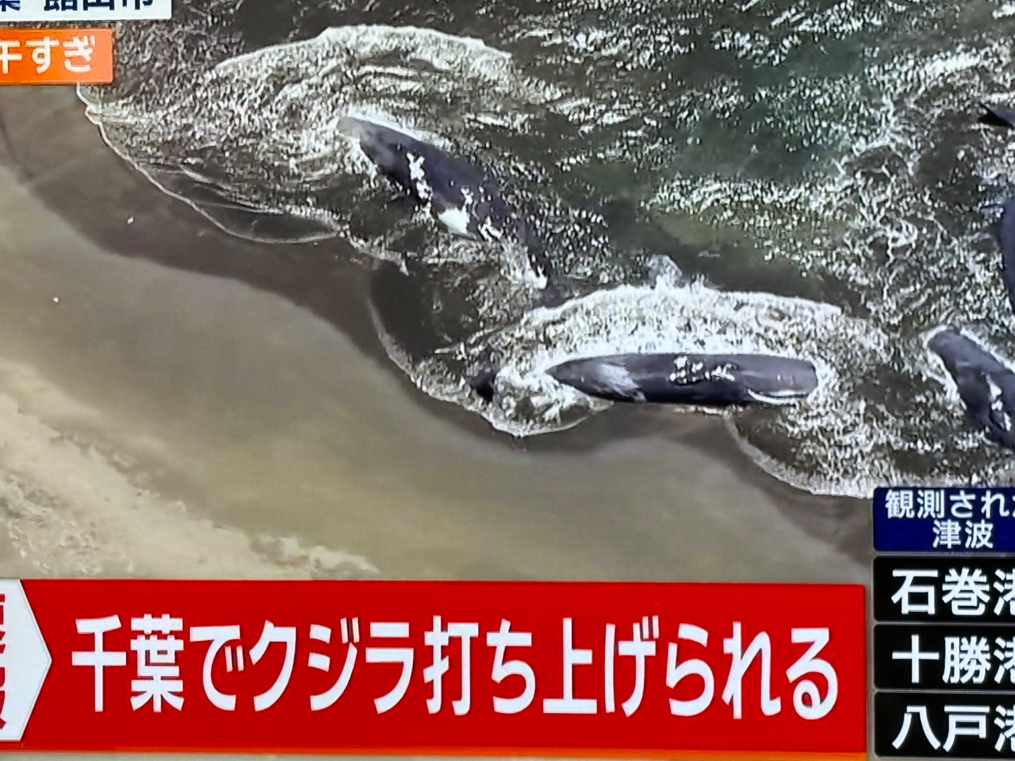 鯨を釣り上げた Finally a GT!?] When I let a silver-striped herring flow at