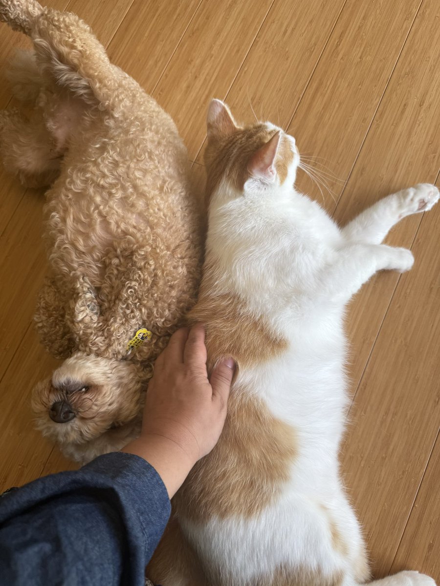 猫しらす&ぽんず&犬つくね tweet media