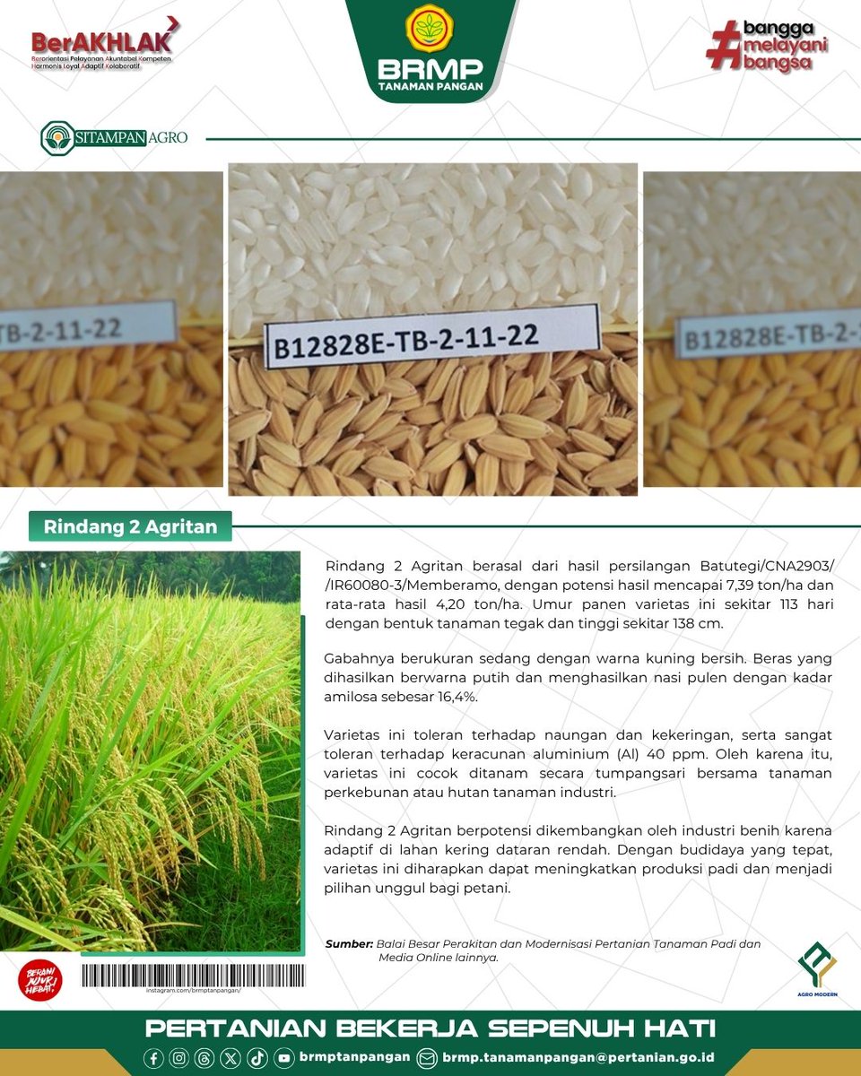 Hai Sobat BRMP, Tahukah kamu?

Varietas padi Rindang 2 Agritan merupakan varietas unggul yang dikembangkan untuk meningkatkan produktivitas pertanian di Indonesia. 

Penasaran seperti apa karakteristiknya? Yuk, simak infografis berikut!

#BRMP #BRMPKementan #Kementan #BRMPTP