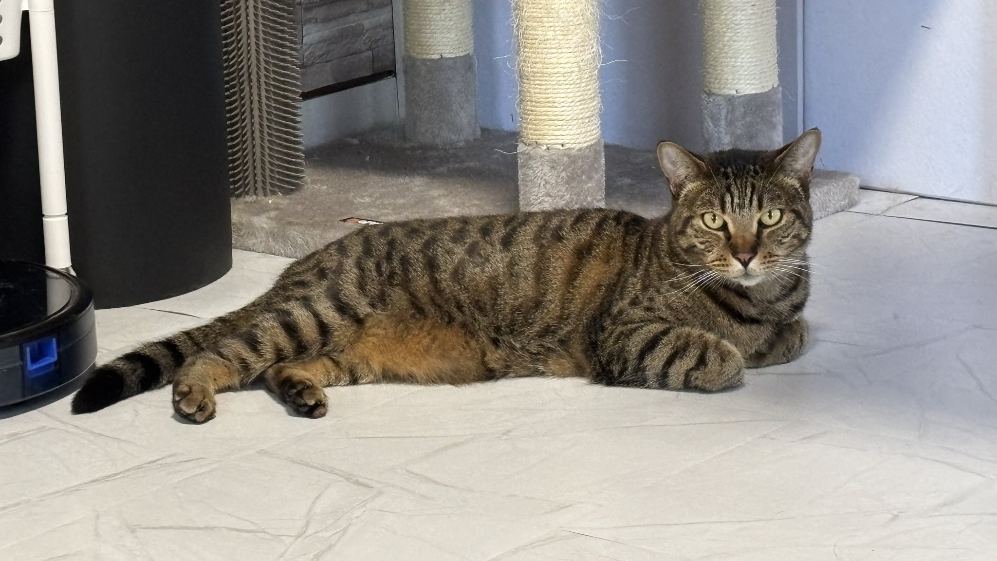 ねこ 7392円 New Models AZKKT, Inc. Tucson, AZ (520) 333-2201