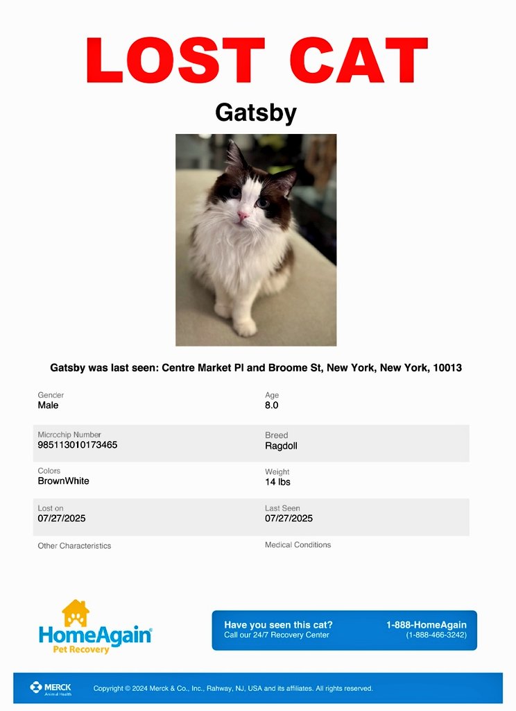 🌻Samson Cat🐱 (@meowmiya88) on Twitter photo 📢🇺🇲🗽🆘️🚨⏳😿💔Please RT to find Gatsby #NYC #missingcat #lostcat #Manhattan #CatsOfTwitter #CatsOfX <a href="/HAPetRescuer/">HomeAgain PetRescuer</a> 📢🇺🇲🗽🆘️🚨⏳😿💔Please RT to find Gatsby #NYC #missingcat #lostcat #Manhattan #CatsOfTwitter #CatsOfX <a href="/HAPetRescuer/">HomeAgain PetRescuer</a>