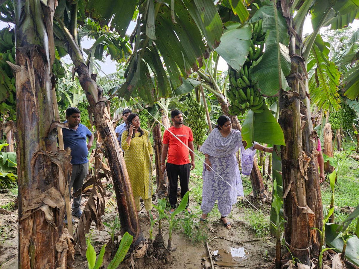 Agriculture Department, Govt. of Bihar (@agribih) on Twitter photo #खगड़िया के #परबत्ता प्रखंड में उप निदेशक पौधा संरक्षण और कृषि विज्ञान केंद्र के वैज्ञानिकों के द्वारा केला के फसल का निरीक्षण किया गया, तथा किसानों के साथ समेकित कीट प्रबंधन के सभी पहलुओं पर विस्तार से चर्चा की गई l
<a href="/VijayKrSinhaBih/">Vijay Kumar Sinha</a> <a href="/BametiBihar/">Director, BAMETI, Bihar</a> <a href="/DmKhagaria/">DM Khagaria</a> <a href="/IPRDBihar/">IPRD Bihar</a> #खगड़िया के #परबत्ता प्रखंड में उप निदेशक पौधा संरक्षण और कृषि विज्ञान केंद्र के वैज्ञानिकों के द्वारा केला के फसल का निरीक्षण किया गया, तथा किसानों के साथ समेकित कीट प्रबंधन के सभी पहलुओं पर विस्तार से चर्चा की गई l
<a href="/VijayKrSinhaBih/">Vijay Kumar Sinha</a> <a href="/BametiBihar/">Director, BAMETI, Bihar</a> <a href="/DmKhagaria/">DM Khagaria</a> <a href="/IPRDBihar/">IPRD Bihar</a>