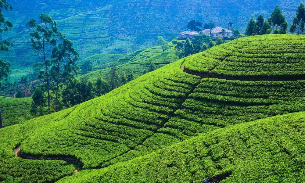 Annual rating of the world's top islands: 50 to visit this year.  Sri Lanka leads.  This teardrop-shaped island in southern India has golden beaches and terraced tea plantations.  Its 833-mile coastline makes beach-hopping fun, but Sri Lanka has much more to offer.  Between