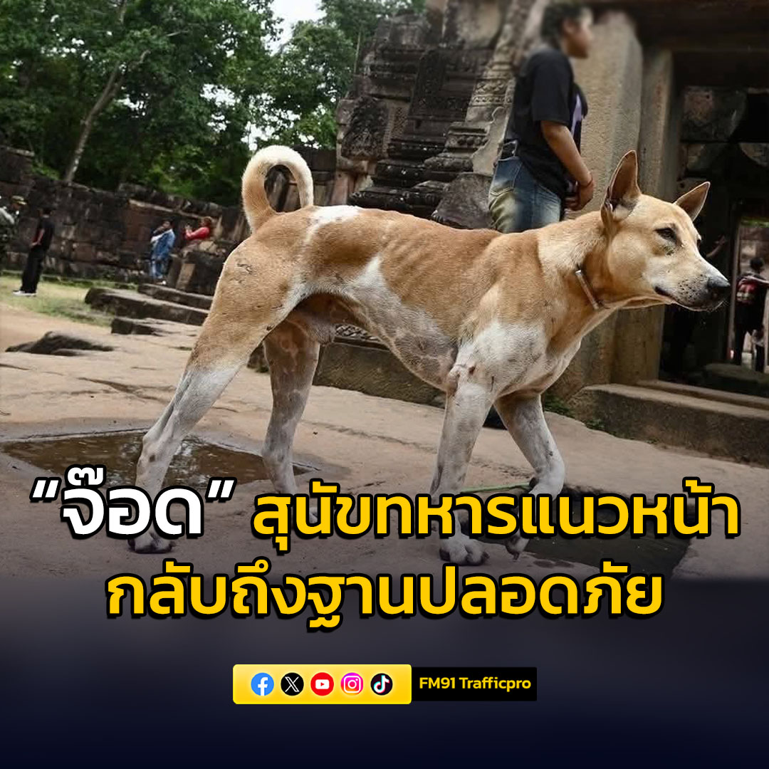 “จ๊อด” สุนัขทหารแนวหน้า กลับถึงฐานปลอดภัย หลังหายตัวระหว่างภารกิจใกล้ชายแดนสุรินทร์
อ่านต่อคลิก >>>  fm91bkk.com/newsarticle/54…
#FM91 #สุนัขทหาร #ชายแดนไทยกัมพูชา #ปราสาทตาเมือนธม #สุรินทร์