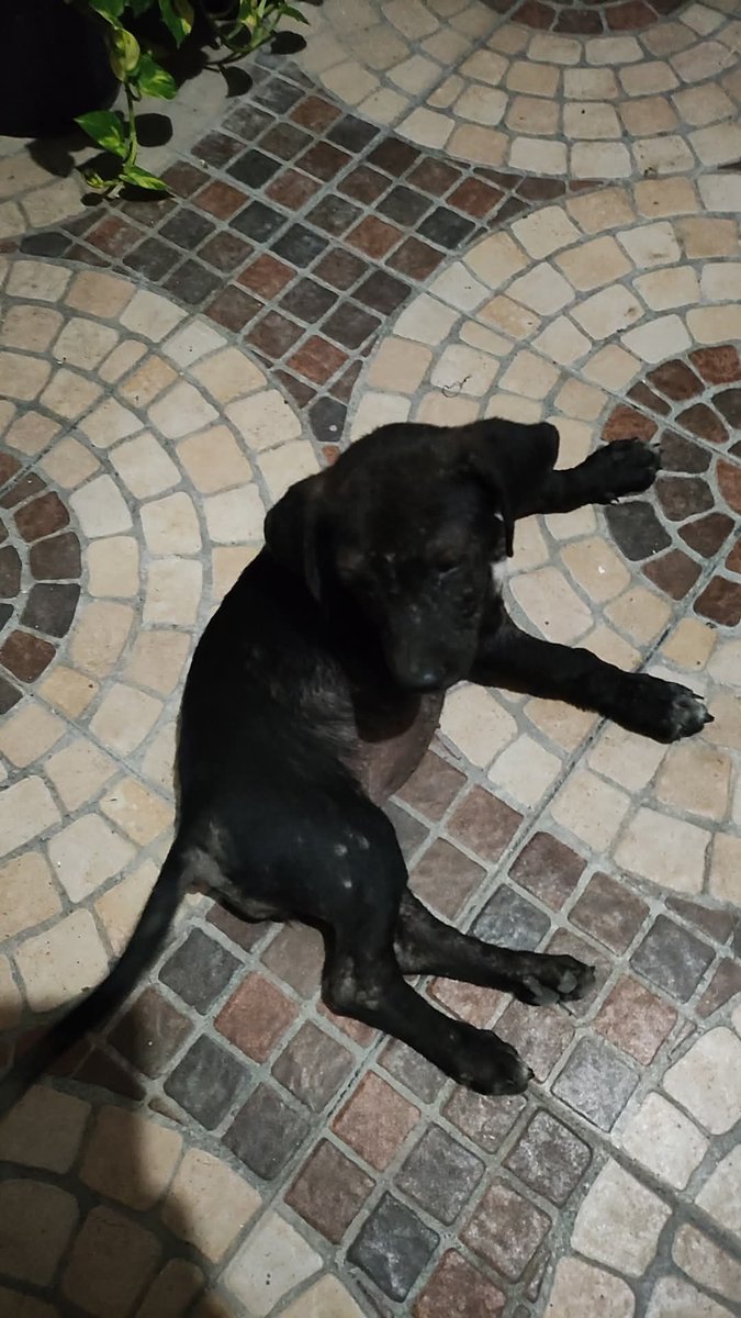 Espero que esta red haga lo suyo... Doy en adopción a esta perrita, tendrá unos 3 meses, la acabo de encontrar en un Smart, entrego vacunada y desparasitada... Lamentablemente no la puedo conservar porque ya tengo 2!! 🙏🙏🙏