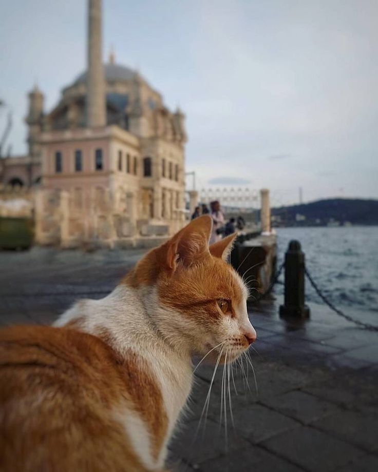 Günaydın Türkiyem!!!