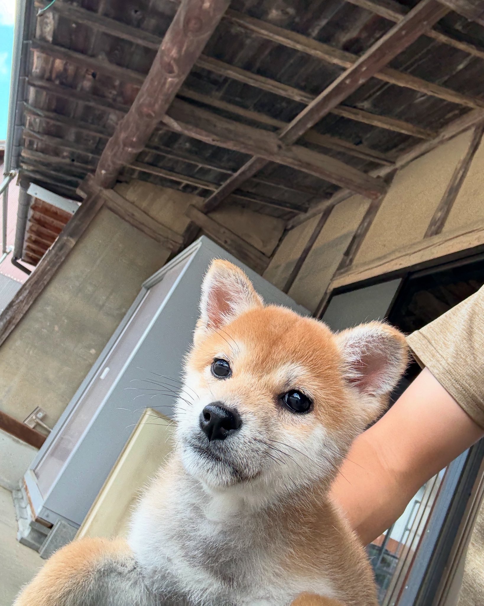 柴犬のりお様 秋田犬・柴犬ブリーダー茨城宿犬舎 on X: 