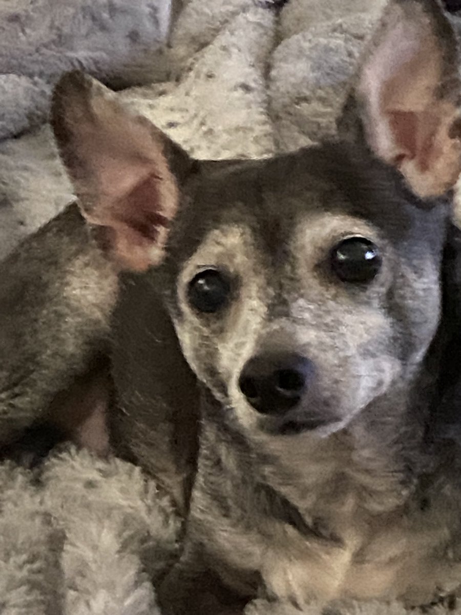 Please send prayers for my baby.

He has a lump on the right side of his neck. We’re hoping it’s due to a bacterial ear infection and not cancer. 

If the medicine doesn’t clear it up, then we’ll have to consider he has the worst.