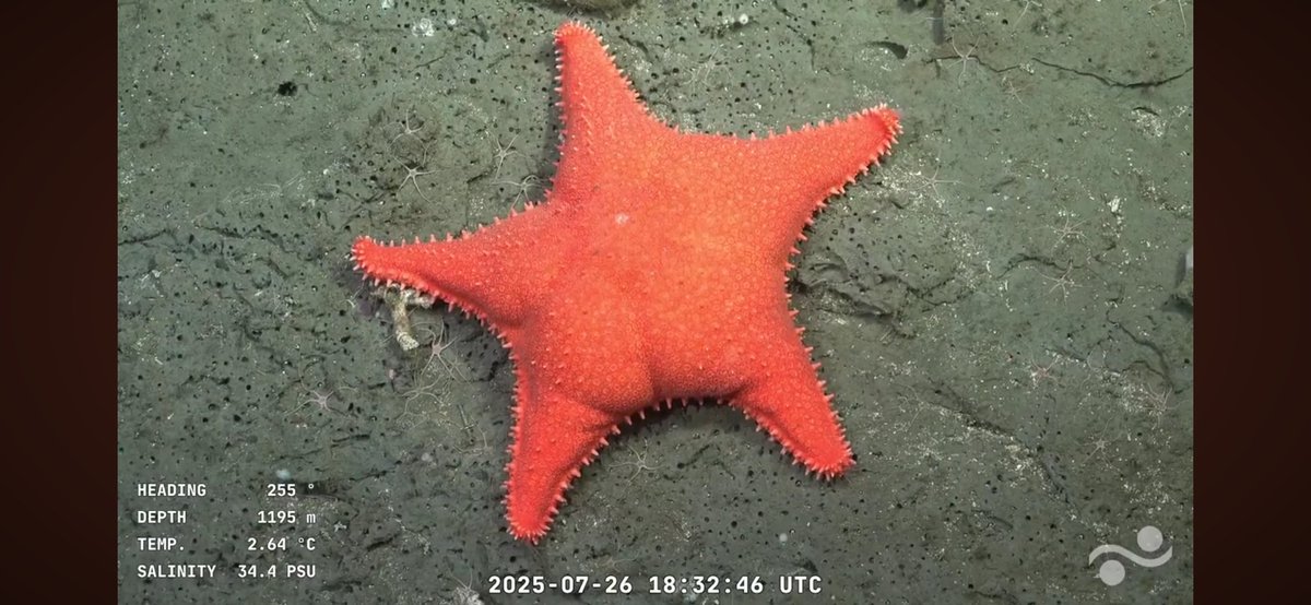 Tania (@sramorrison88) on Twitter photo <a href="/marcos_aramburu/">Marcos Aramburu</a> Hace días vengo mirando, es hermoso. Dejo unas capturas que hice de un pulpito, una raya y una estrella culona. <a href="/marcos_aramburu/">Marcos Aramburu</a> Hace días vengo mirando, es hermoso. Dejo unas capturas que hice de un pulpito, una raya y una estrella culona.