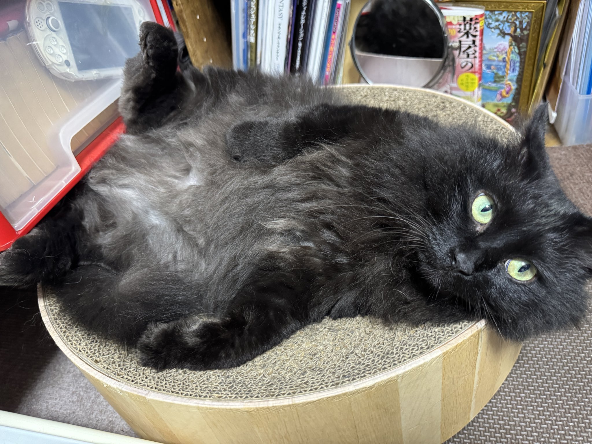 黒ねこボサのもふ日和 on X: 