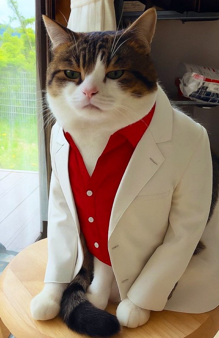 El gato de <a href="/GomesFarj/">Gomes Byron Henriques Casadevall Said i Ricardes</a> con mocasines