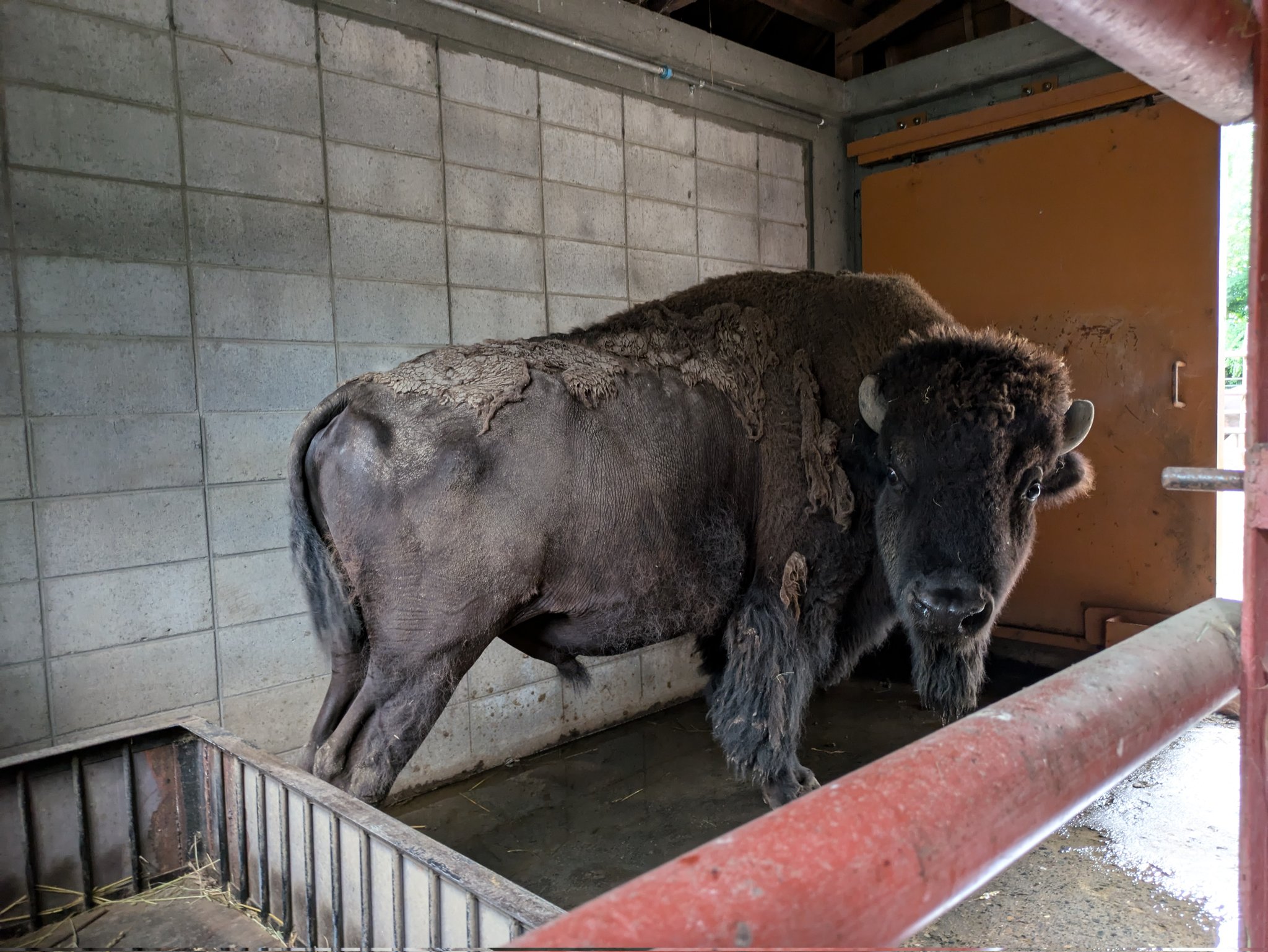 うづらの飼ひ方　大正6年　磯部甲陽堂発行 神奈川県立生命の星・地球博物館【公式】 on X: 