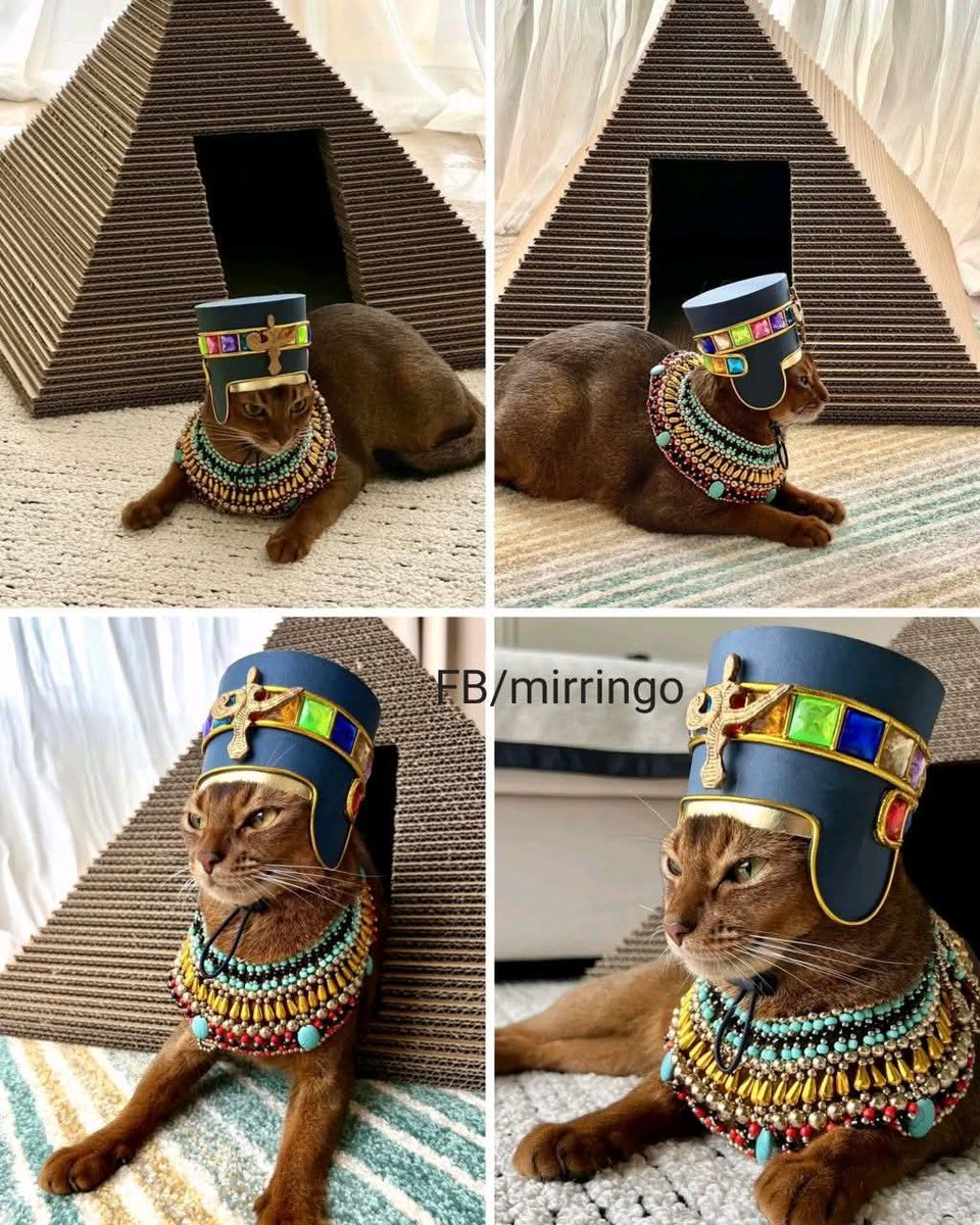 Fercolchonero's tweet photo. Le hice una casita de cartón a mi gato con forma de pirámide, pero todo se salió de control... ahora él se cree un faraón y se hace llamar: ¡Tutangatón!

#UniversoFernando #Egiptoloco @NachoAres  @ArqueoArtis  #Gatos
#AntiguoEgipto. https://t.co/e73hxOnGCs